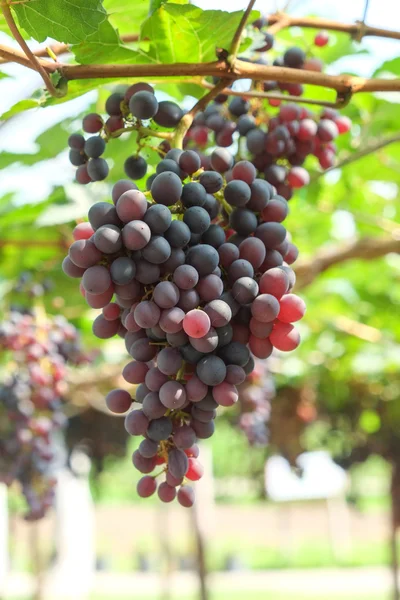 Uvas de vino tinto cuelgan de una vid — Foto de Stock