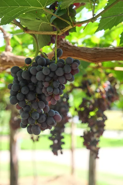 Rode wijn druiven hangen van een wijnstok — Stockfoto