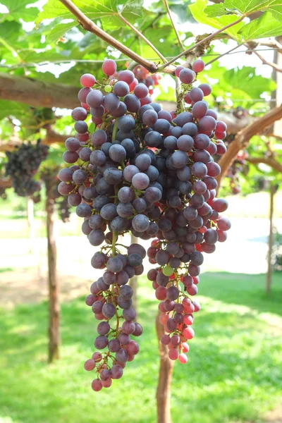 Uvas de vino tinto cuelgan de una vid — Foto de Stock