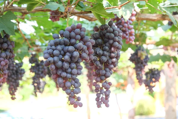 Uvas de vinho tinto penduradas em uma videira — Fotografia de Stock
