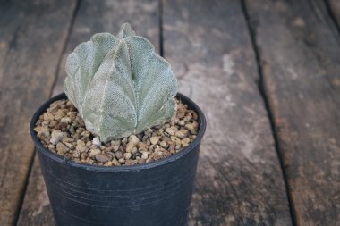 kaktüs filtre etkisi retro vintage tarzı ile