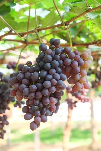 Виноград червоного вина висить з лози — стокове фото