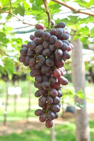 Uvas de vino tinto cuelgan de una vid — Foto de Stock