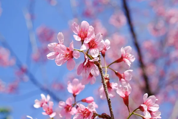 Vilda himalayan cherry blomma med filter effekt retro vintage st — Stockfoto