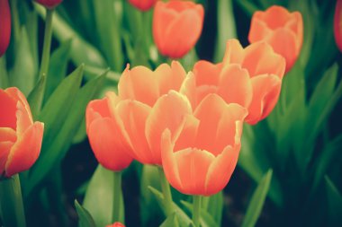 Güzel Lale filtre etkisi retro vintage arpacık ile buket