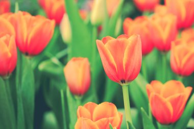 Güzel Lale filtre etkisi retro vintage arpacık ile buket