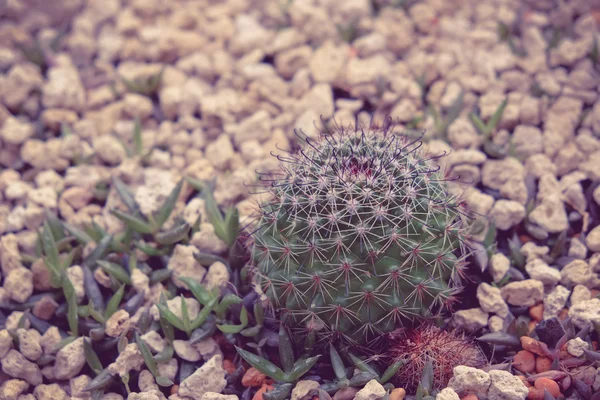 Cactus with filter effect retro vintage style — Stock Photo, Image