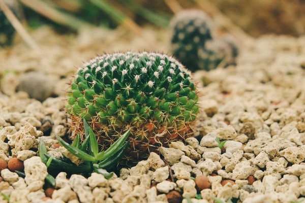 Cactus con efecto filtro estilo retro vintage —  Fotos de Stock