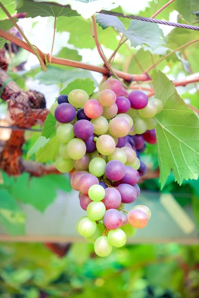 Trauben hängen an einer Weinrebe mit Filtereffekt im Retro-Vintage-Stil — Stockfoto