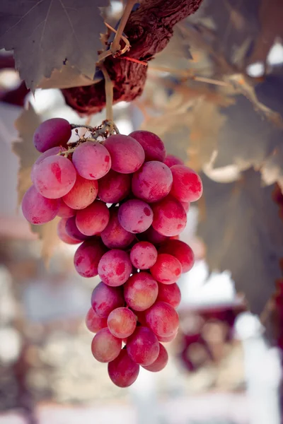 Grapes hang from a vine with filter effect retro vintage style — Stock Photo, Image