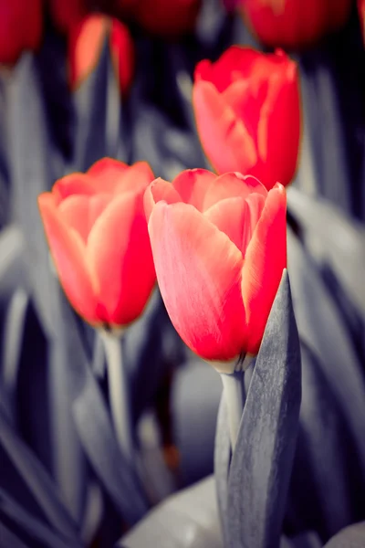 Belo buquê de tulipas com efeito de filtro retro vintage sty — Fotografia de Stock