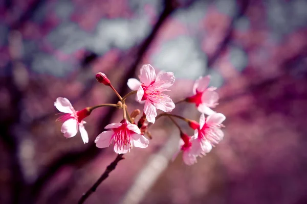 Дика гімалайська вишнева квітка з ефектом фільтра ретро старовинна вул — стокове фото