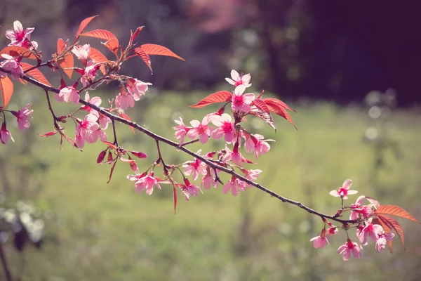 Wild himalayan cherry flower with filter effect retro vintage st — Stock Photo, Image