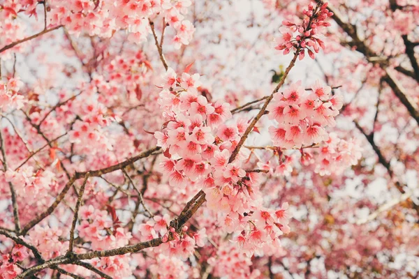 Wild himalayan cherry flower with filter effect retro vintage st — Stock Photo, Image