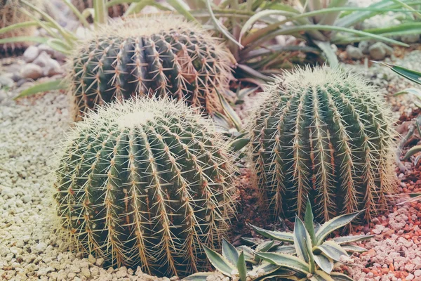 Cactus con efecto filtro estilo retro vintage —  Fotos de Stock