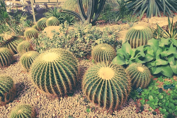 Cactus con efecto filtro estilo retro vintage —  Fotos de Stock