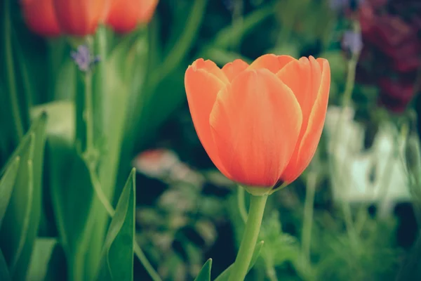 Красивый букет тюльпанов с эффектом фильтра ретро винтажный хлев — стоковое фото
