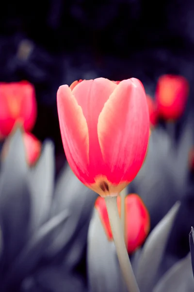 Belo buquê de tulipas com efeito de filtro retro vintage sty — Fotografia de Stock
