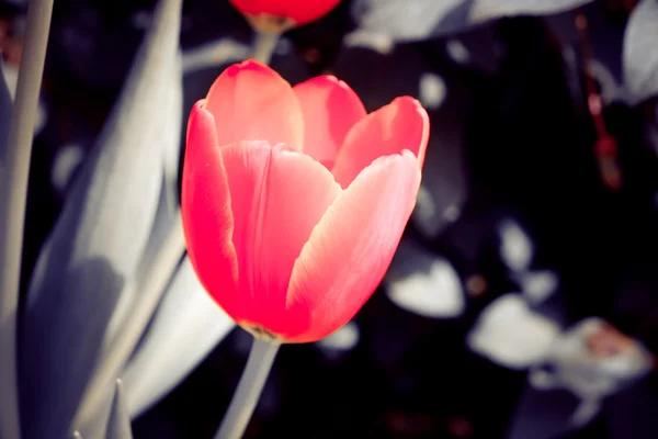 Belo buquê de tulipas com efeito de filtro retro vintage sty — Fotografia de Stock