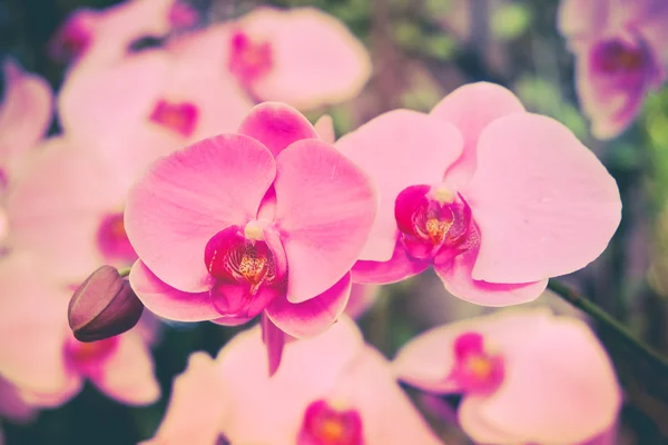 Blommor med filter effekt retro vintage stil — Stockfoto