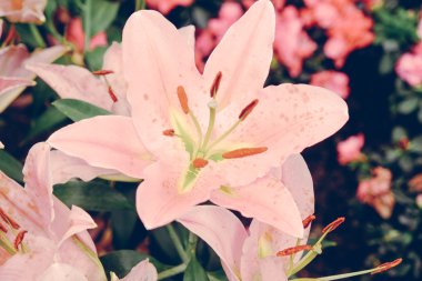 Filtre etkisi retro vintage tarzı çiçeklerle