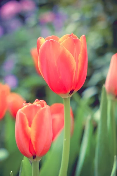Гарний букет тюльпанів з ефектом фільтра ретро вінтажний стиль — стокове фото