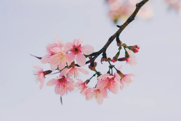 Wild himalayan cherry flower with filter effect retro vintage st — Stock Photo, Image