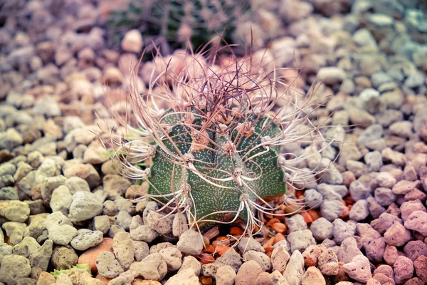 Cactus with filter effect retro vintage style — Stock Photo, Image