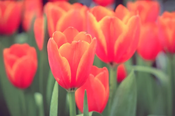 Bellissimo bouquet di tulipani con effetto filtro retro vintage sty — Foto Stock