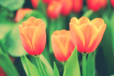 Güzel Lale filtre etkisi retro vintage arpacık ile buket