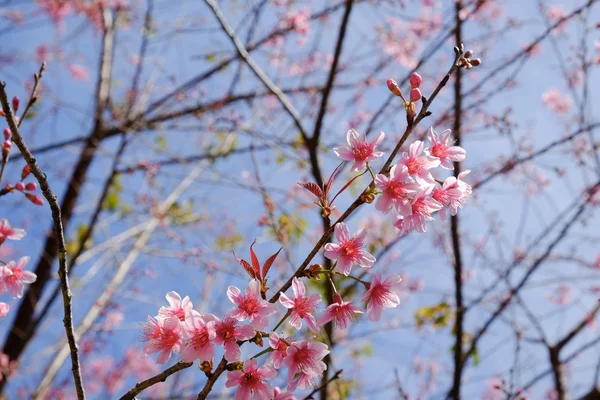 フィルター効果のレトロなヴィンテージ st と野生ヒマラヤ桜の花 — ストック写真