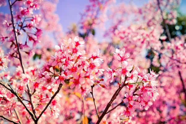 フィルター効果のレトロなヴィンテージ st と野生ヒマラヤ桜の花 — ストック写真