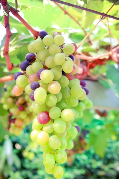 Raisins suspendus à une vigne avec effet filtre style vintage rétro — Photo