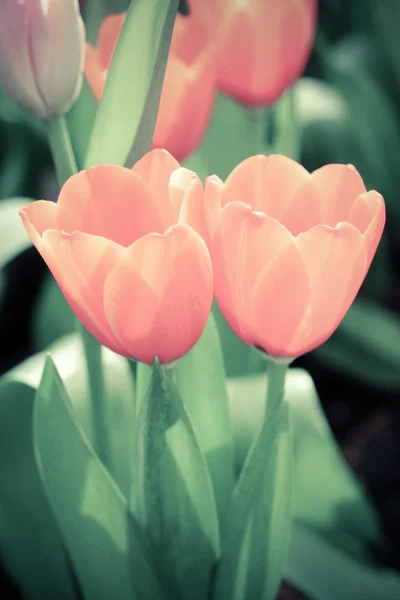 Bellissimo bouquet di tulipani con effetto filtro retro vintage sty — Foto Stock