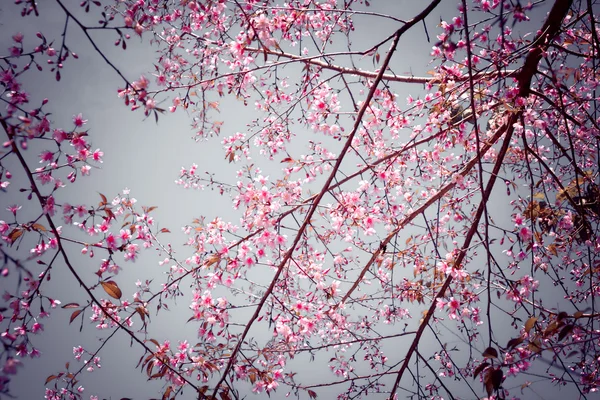 Flor de cereja himalaia selvagem com efeito filtro retro vintage st — Fotografia de Stock