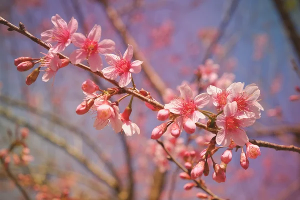 フィルター効果のレトロなヴィンテージ st と野生ヒマラヤ桜の花 — ストック写真