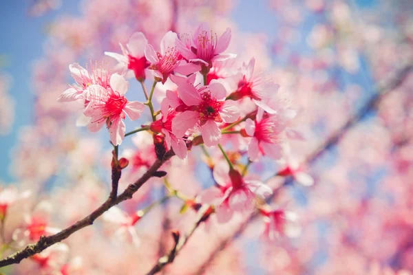 Flor de cereja himalaia selvagem com efeito filtro retro vintage st — Fotografia de Stock