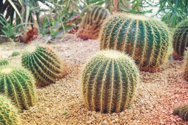 kaktüs filtre etkisi retro vintage tarzı ile