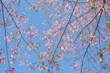 Filtre etkisi retro vintage st ile vahşi Himalaya kiraz çiçek