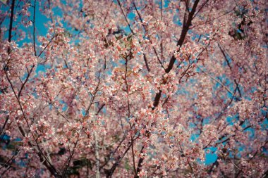 Filtre etkisi retro vintage st ile vahşi Himalaya kiraz çiçek