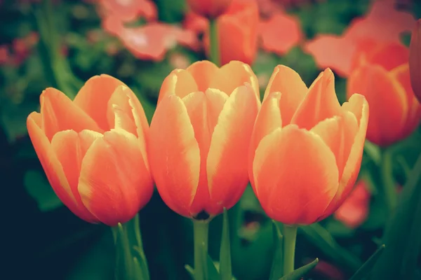 Bellissimo bouquet di tulipani con effetto filtro retro vintage sty — Foto Stock