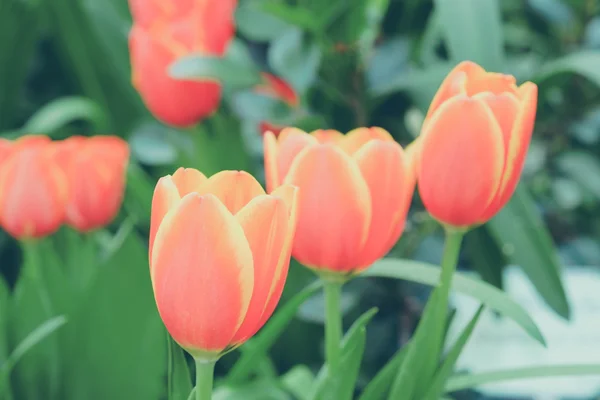 Belo buquê de tulipas com efeito de filtro retro vintage sty — Fotografia de Stock