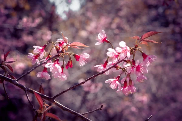 Fleur de cerisier himalayen sauvage avec effet filtre rétro vintage st — Photo