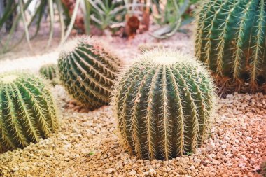 kaktüs filtre etkisi retro vintage tarzı ile