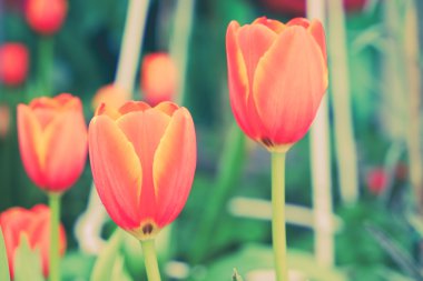 Güzel Lale filtre etkisi retro vintage arpacık ile buket