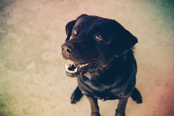 Perro labrador negro con efecto filtro estilo vintage retro — Foto de Stock