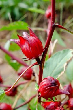 Hibiscus sabdariffa / Roselle / sağlıklı gıda alternatif tıp içecekler