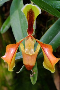 Paphiopedilum orkide çiçek