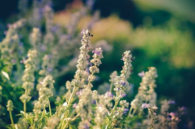 Filtre etkisi retro vintage tarzı çiçeklerle