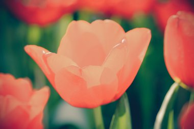 Lale filtre etkisi retro vintage tarzı ile güzel buket